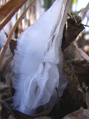 シモバシラの氷の結晶