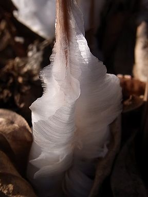 シモバシラの氷の結晶