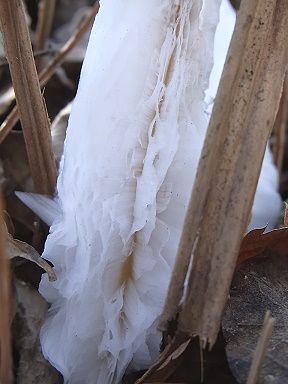 シモバシラの氷の結晶