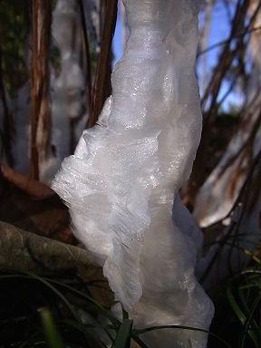 シモバシラの氷の結晶