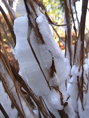 シモバシラの氷の結晶