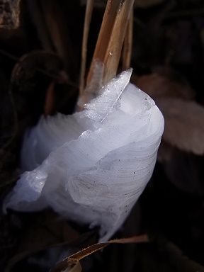 シモバシラの氷の結晶