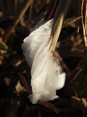 シモバシラの氷の結晶