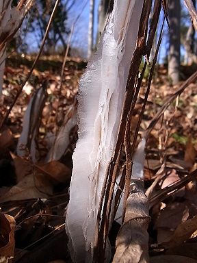 シモバシラの氷の結晶