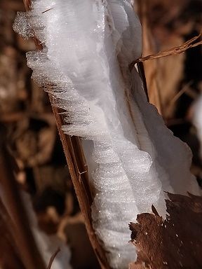 シモバシラの氷の結晶