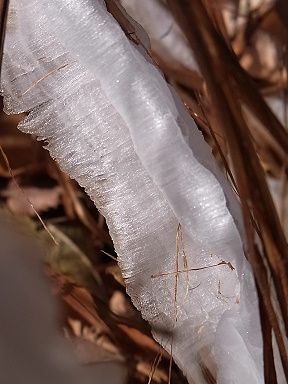 シモバシラの氷の結晶