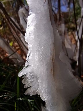 シモバシラの氷の結晶