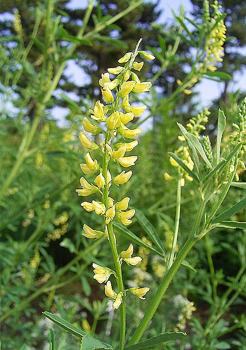 シナガワハギ