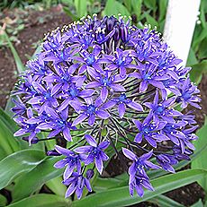 シラー・ペルビアナ