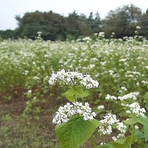 ソバ畑