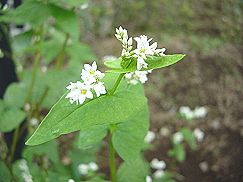 蕎麦 ソバ