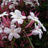 ハゴロモジャスミン、ソケイ