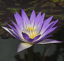 ネッタイスイレン