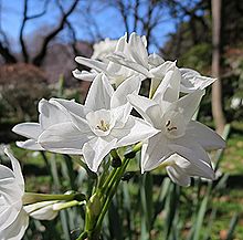 スイセン、ペーパーホワイト