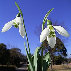 スノードロップ