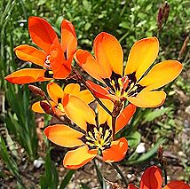 スパラキシス・トリカラー