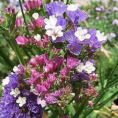 スターチス、リモニウム