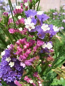 すべての美しい花の画像 上スターチス 花言葉