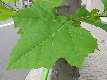 スズカケノキ、プラタナス