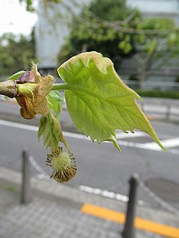 スズカケノキ、プラタナス