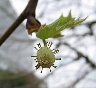 スズカケノキ、プラタナス