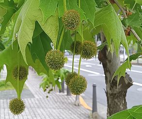 スズカケノキ、プラタナス