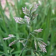 スズメノカタビラ