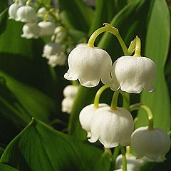 スズランの花