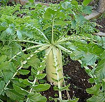 スズシロ、ダイコン