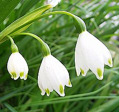 スズランズイセン、スノーフレーク