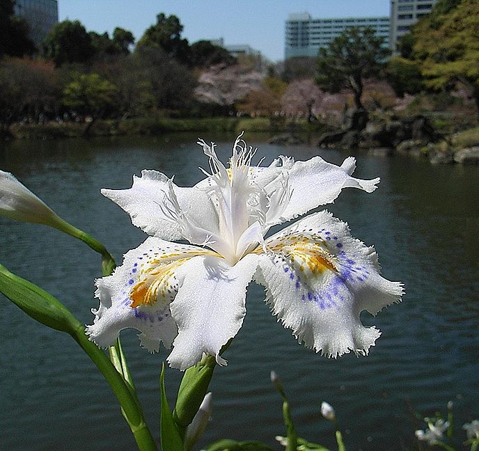 シャガ