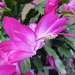 シャコバサボテン