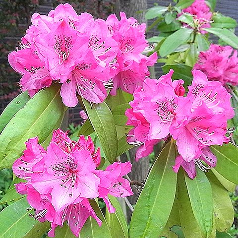石楠花（シャクナゲ）