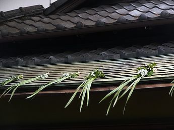 ショウブ、軒菖蒲