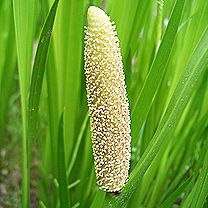 ショウブ、花