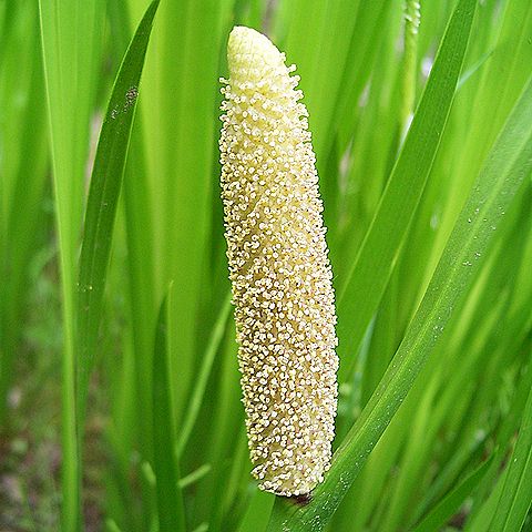 ショウブ、花