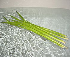 ショウブ、しょうぶ湯