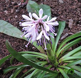 ショウジョウバカマ