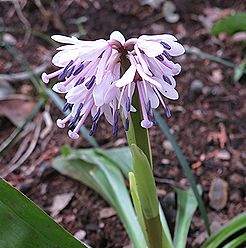 ショウジョウバカマ