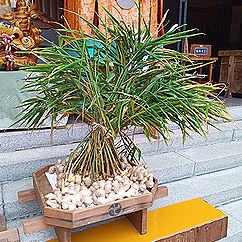 ショウガ
