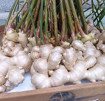 ショウガ、芝大神宮の「だらだら祭り」