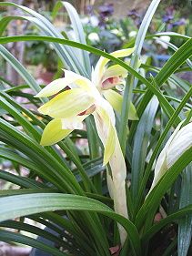 春蘭水苔巻きにて発送致します