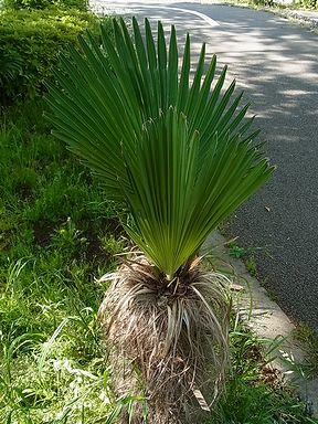 棕櫚 写真集 １
