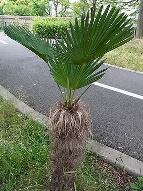棕櫚 写真集 １