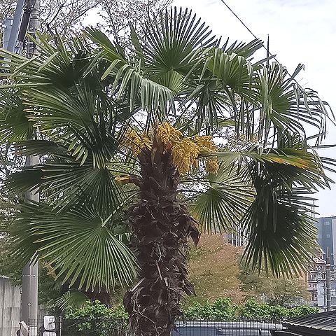 シュロ