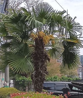 シュロ