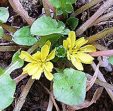 タビラコ、ホトケノザ