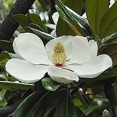 タイサンボク