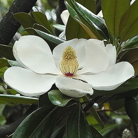 タイサンボク