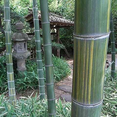 タケ
